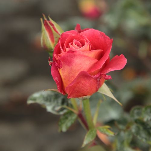 Rosa Alcazar™ - roșu - Trandafir copac cu trunchi înalt - cu flori în buchet - coroană tufiș